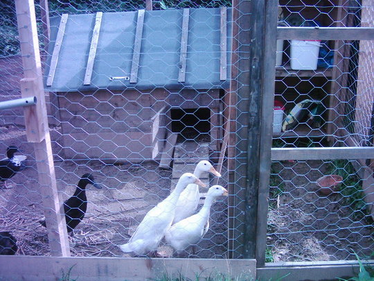 Indian Runner ducks (Duckums Pennus)