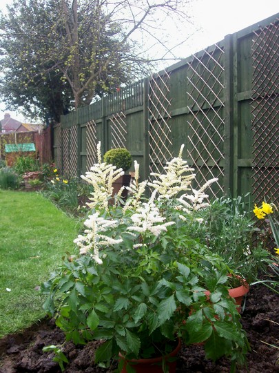 astilbe2.jpg (Astilbe)