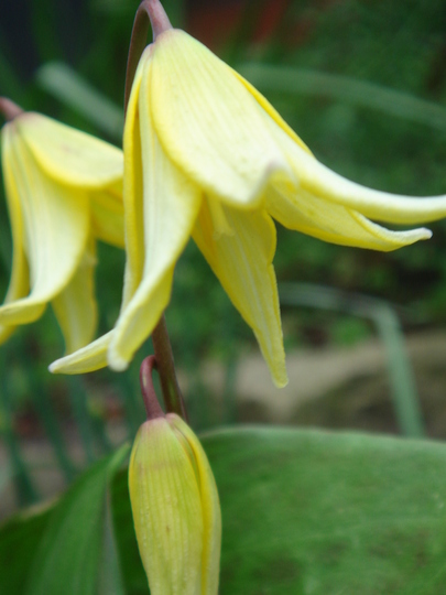 Dog's-Tooth Violet close-up - April 2008 (Erythronium 'Pagoda')