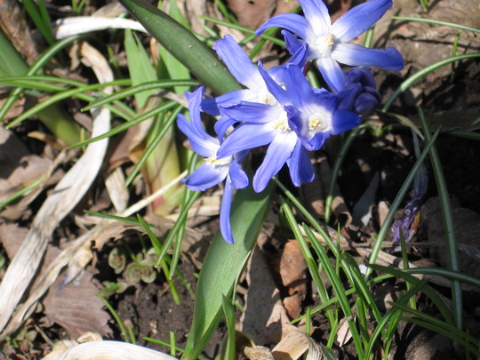 Glory of the Snow (Chionodoxa luciliae (Glory of the snow))