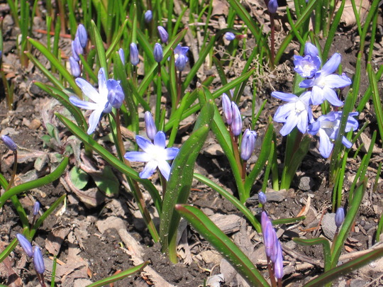 Glory of the Snow (Chionodoxa luciliae (Glory of the snow))
