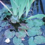 Garden_photo_s_135