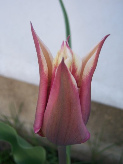 Tulip