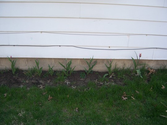 Tulips in a row