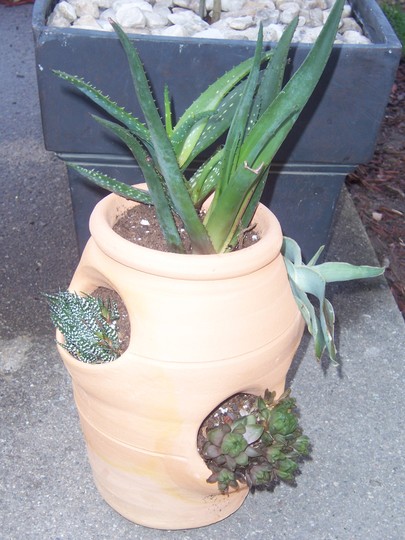 Cactus