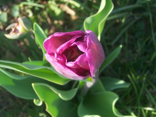 A garden flower photo