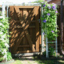 _TEXAS_022.CLEMATIS