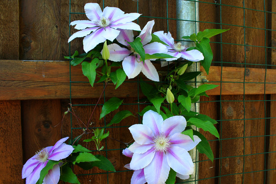 _TEXAS_023.CLEMATIS