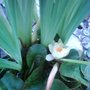 Nuphar