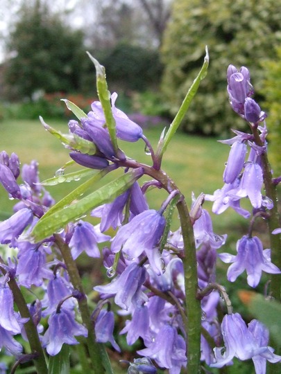That strange frilly Bluebell again! (Hyacinthoides non-scripta (Bluebell))