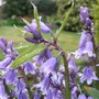 Strange_bluebell_again