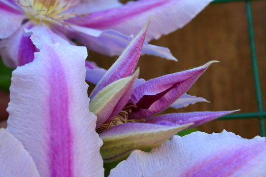 _TEXAS_025.CLEMATIS
