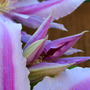 _texas_025