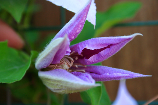 _TEXAS_026.CLEMATIS