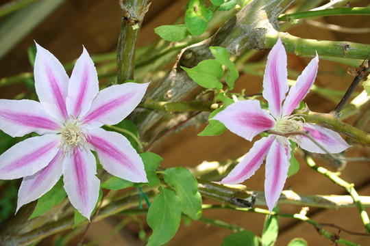 _TEXAS_027.CLEMATIS