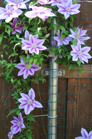 _TEXAS_035  CLEMATIS