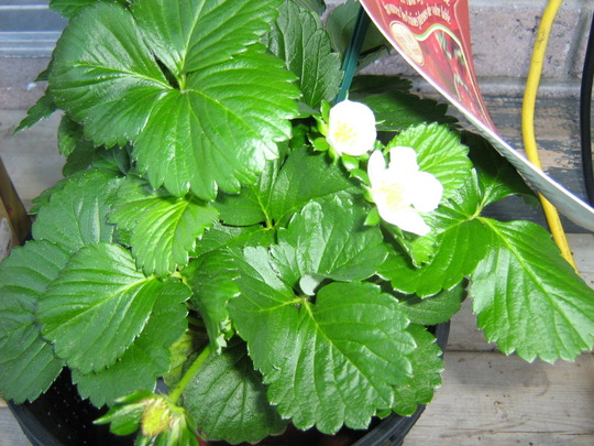 Fragaria X ananassa 'Fragoo'