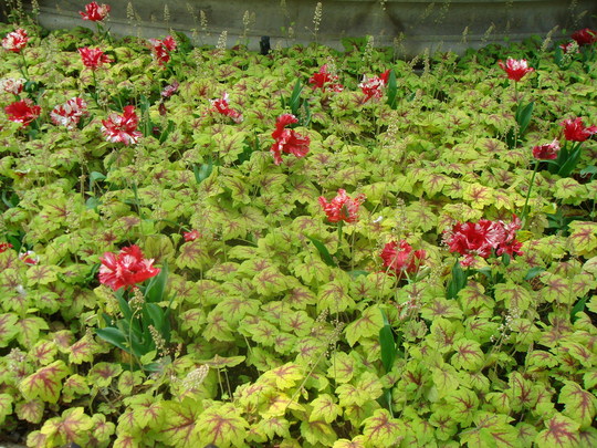 Spring bedding - Leicester Square April 2007 (Heucherella)