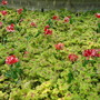 Dsc00002