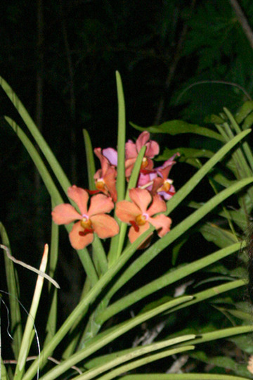 _PHILIPPINES_004.ORCHIDS