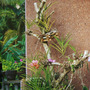 _PHILIPPINES_005.ORCHIDS