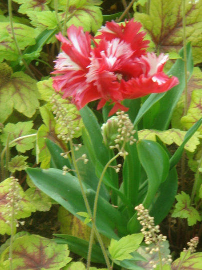Tulip & Heucherella - April 2007 (Heucherella)