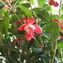 Fuchsia01