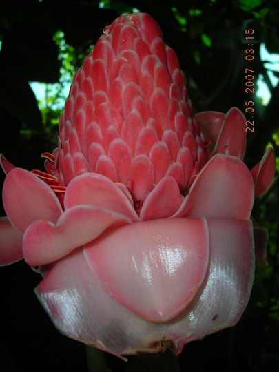 inside the Eden Project.jpg