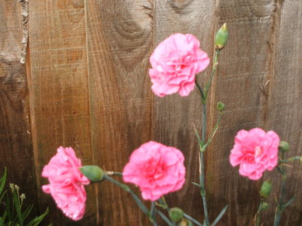 Carnation (Dianthus caryophyllus)