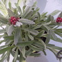 Rubycluster