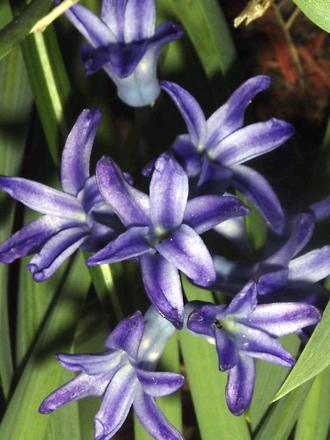 Hyacinth (Hyacinthus orientalis.)