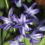 2008-04-20_blue_hyacinth