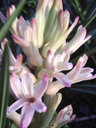 Hyacinth (Hyacinthus orientalis)