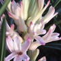 2008-04-20_pink_hyacinth