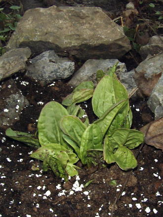 Sorrel (Rumex acetosa (Acedera))