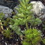 2008-04-20_lovage_closeup