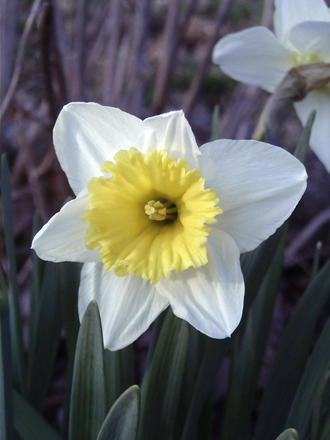 White Daffodil