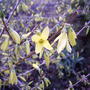 2008-04-20_forsythia_blooming