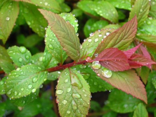Raindrops on Spiraea Gold Flame