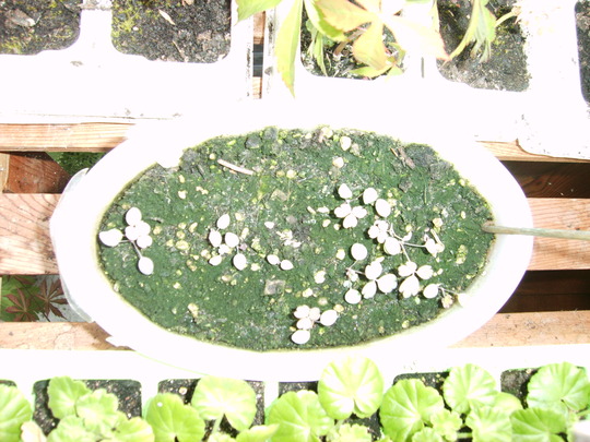 Aquilegia seedlings damaged by Algae Fly larva