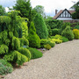Conifer hedge update 