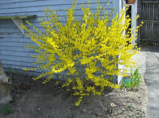 Forsythia April 2008