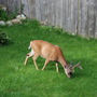 Deer