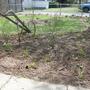 Front Garden Flower Bed - April 2008