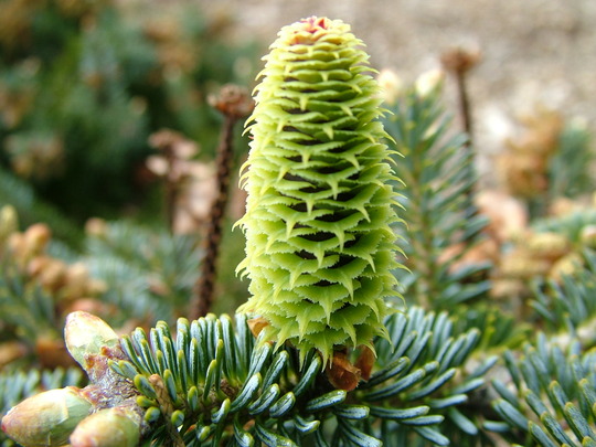Abies koreana 'Blue Magic'