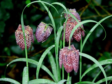 Plant portraits - In My Garden (Fritillaria meleagris (Snake's head fritillary))