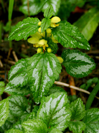 Plant Portraits - In My Garden (Lamium galeobdolon (Goldnessel))