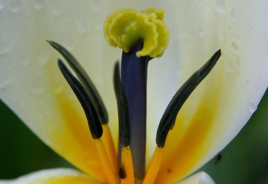 Plant Portraits - In My Garden