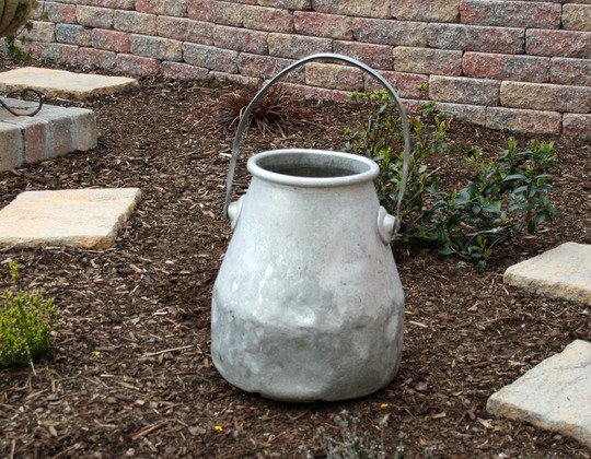 Milk bucket (before) (Bidens ferulifolia Solaire & Sutera Cabana)
