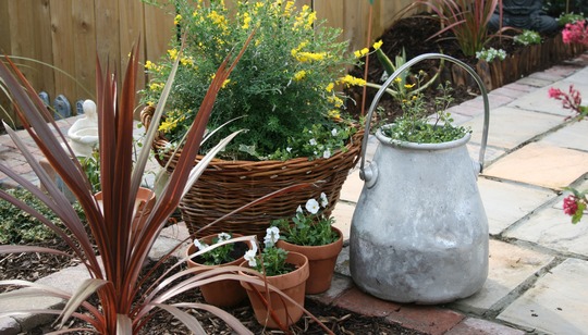 Milk bucket (after) (Bidens Ferulifolia Solaire & Sutera Cabana)